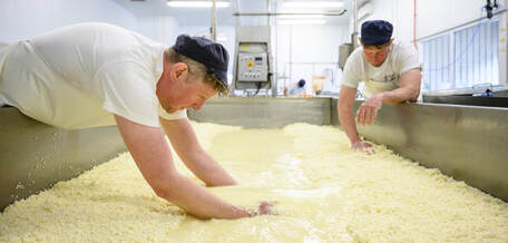 Trethowan brothers cutting curds from whey