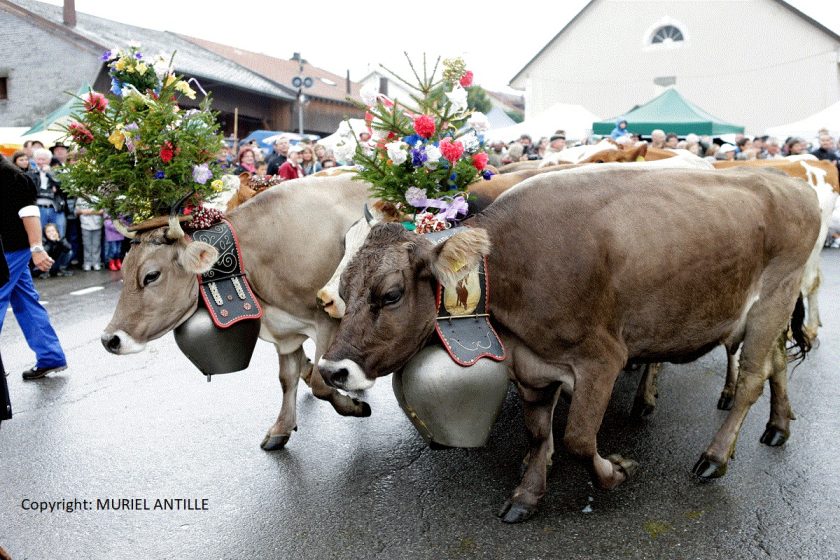 Vacherin Festival